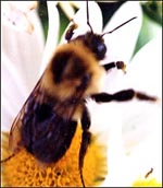 bee-sting-allergy-1-1s.jpg