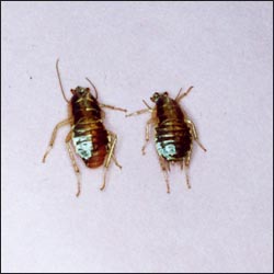 cockroach_4s.jpg