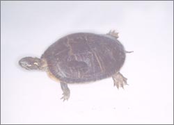 turtle_07.jpg
