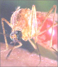 mosquito-1s.jpg