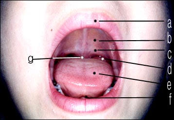 mouthanatomy.jpg