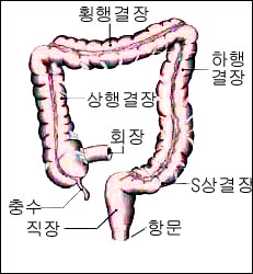 anatomy_large_intestine_1s.jpg