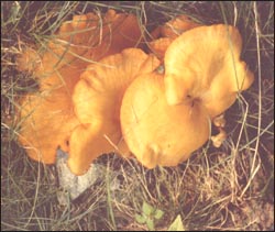 mushroom-2s.jpg