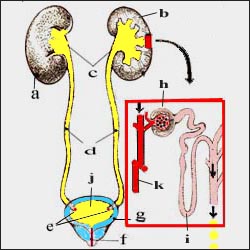 kidneys,ureter,_bladder_1-10s.jpg