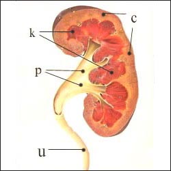 kidney-3-9s.jpg