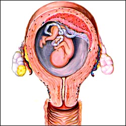 fetus_pregnancy_1s.jpg