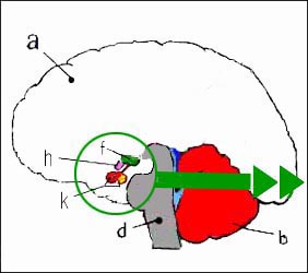 hypothalamus-pituitrary-4s (1).jpg