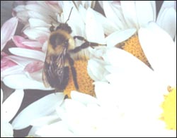 bee-flower-15-1s.jpg