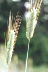 wheats_s.jpg