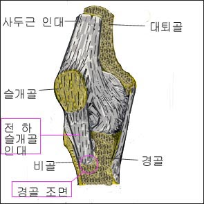 quadriceps.jpg