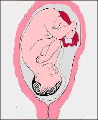 fetal_position_womb_16s.jpg