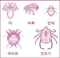 insects_1s.jpg