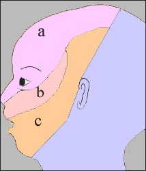 facial_nerve_distribution_1-1s.jpg