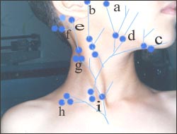 lymphnodes-neck-1s.jpg