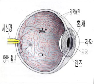 retinabloodvessel-1.jpg