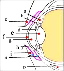 anatomy_eye_ant_eyes_conjuntiva_1-2s.jpg