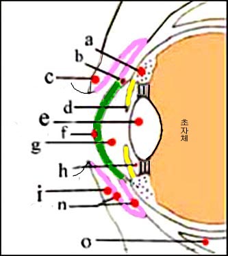 anatomy_eye_ant_eyes_conjuntiva_1s.jpg