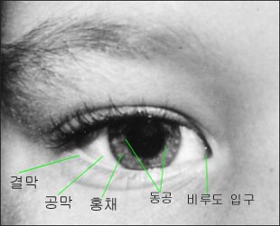 anatomy_eye_s.jpg