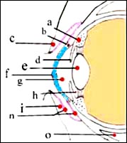 anatomy_eye_ant_eyes_conjuntiva_1-1-1s.jpg