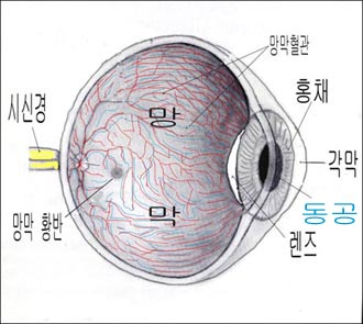 retinabloodvessel-pupil.jpg