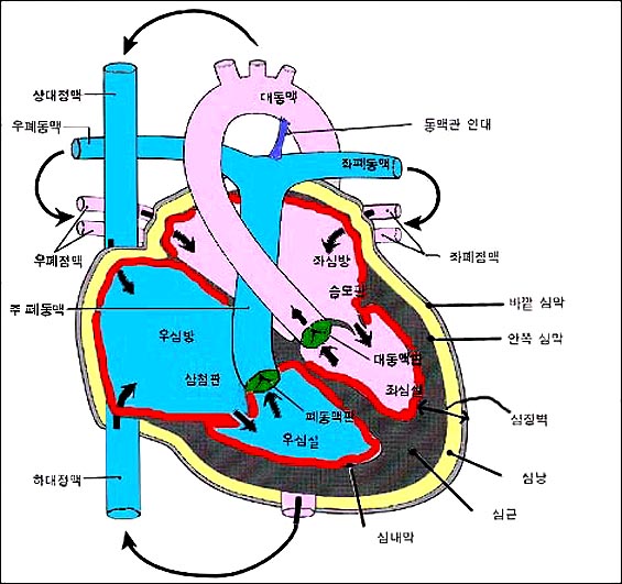 anatomy_of_heart_2-1s.jpg