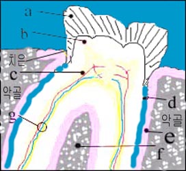 tooth-anatomy-2s.jpg