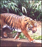 tiger-2s.jpg