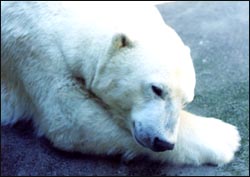 polar-bear-1s.jpg