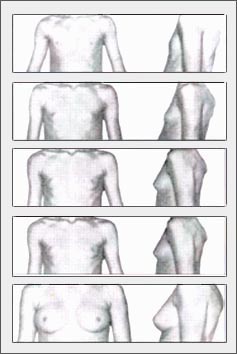 breast-dev-1s.jpg