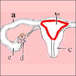 uterus_1-9-10s.jpg