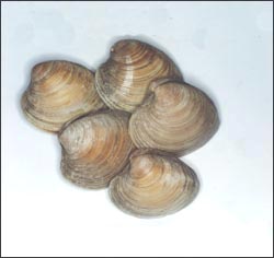 clams-7-1s.jpg