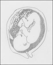 fetus-1s.jpg