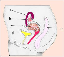 uterus-1-1s.jpg