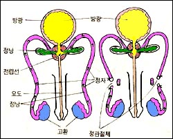 vasctomy-1s.jpg