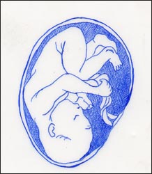 fetus-2s.jpg