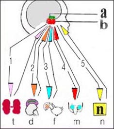 endocrine5s.jpg