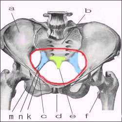 pelvis-female-2s.jpg