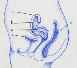 uterus-1s.jpg