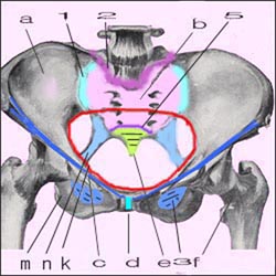 pelvis-female-4s.jpg