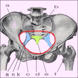 pelvis-female-2s.jpg