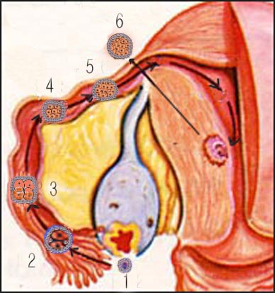 inplantation-endometrium-7s.jpg