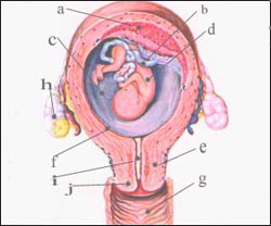 fetus-uterus-1-2s.jpg