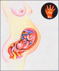 fetal-growth-6m-1s.jpg
