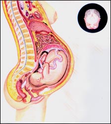 fetal-growth-9m-1s.jpg