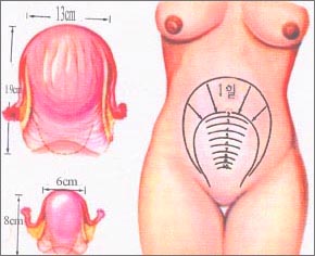 postpartum-uterus-rev-1s.jpg