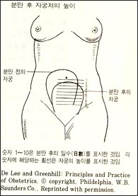 postp-uterus-1s.jpg