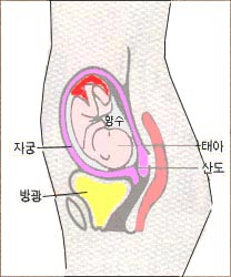 pregnancy--fre-urination-1s.jpg