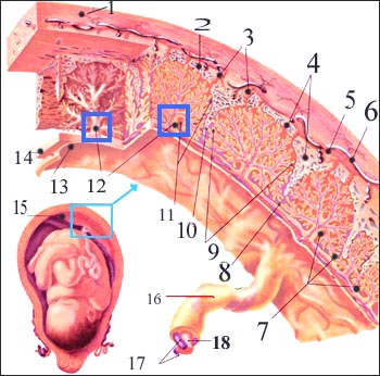 placenta-chorionic-1s.jpg
