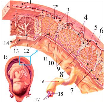 placenta-1s.jpg