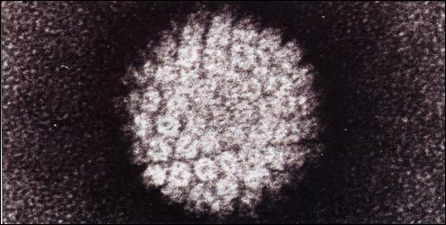humanpapillomavirus-1s.jpg